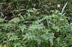 Image result for Rubus pinnatus