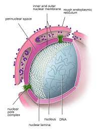 Nuclear Lamina And Nuclear Matrix Google Search Nuclear Membrane Cell Cycle Dna Repair