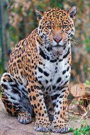 Sitting And Posing Mother Jaguar By Tambako The Jaguar Via Flickr Jaguar Animal Big Cats Animals Beautiful