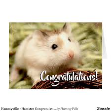Hammyville Hamster Congratulations Zazzle Com Cute Hamsters Hamster Cute Animals