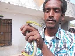 A Day with Snake Rescuer Chaman Singh