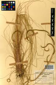 Image result for Ctenium newtonii