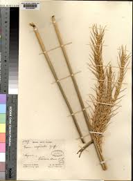 Image result for Vossia cuspidata