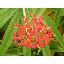 Image result for Jatropha erythropoda