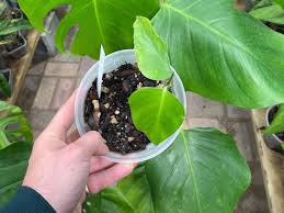 Monstera Deliciosa