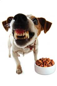 How to prevent food aggression. Food And Bowl Guarding Aggressive Dogs Aggression Doglistener