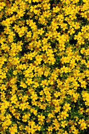 Discover hundreds of ways to save on your favorite products. 23 Perennials For Full Sun Hgtv