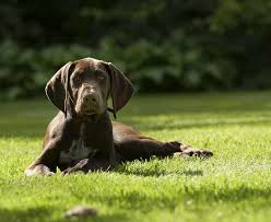 This litter is out of two amazing stylish south texas quail and dove dogs. The German Shorthaired Pointer Ultimate Breed Information Guide Your Dog Advisor