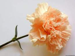 A Pretty Peach Colored Carnation Desktop Nexus Wallpapers Carnations Flowers Carnation Flower