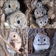 It's a native japanese species and one of the two old world flying squirrels. The Japanese Dwarf Flying Squirrel Aww