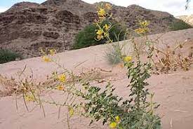 Image result for Cleome schimperi