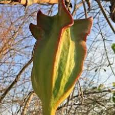 Image result for Entandrophragma caudatum