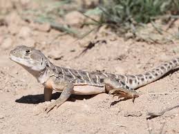 Image result for Lepidagathis andersoniana