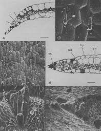 Image result for Anthericopsis sepalosa