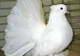 Fantail Pigeon Facts Information Hd Pictures And All Details