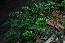 Image result for Asplenium aethiopicum