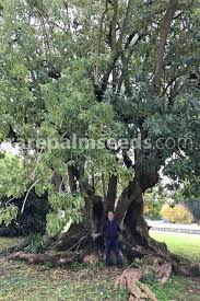 Image result for Phytolacca dioica