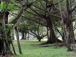 Jalan tun mohd fuad 2. Taman Rimba Kiara Things To Do In Ttdi Kuala Lumpur