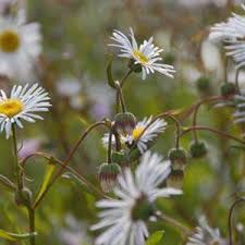 Hitzevertragliche Stauden Nur Die Harten Fur Den Garten Stauden Garten Schmaler Garten