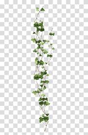 The clip art image is transparent background and png format which can be easily used for any free creative project. Vine Ivy Plant Vine Green Leafed Plant Transparent Background Png Clipart Tree Photoshop Ivy Plants Plants