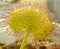 Image result for Drosera pilosa
