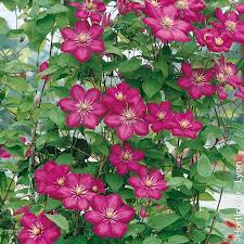 We did not find results for: Clematite Ville De Lyon A Grandes Fleurs Rouges Plante Grimpante Meilland Richardier