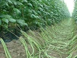 Pin By Faheem Khan On Bahce Dekorasyon Agriculture Farm Organic Farming