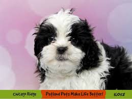 Take a look at the pictures below of teddy bear puppies to see how cute the morkie is not the easiest teddy bear puppy to train, they will be best suited to patient people that have experience in training dogs already. Teddy Bear Dog Male Black White 3081776 Petland Pets Puppies Chicago Illinois