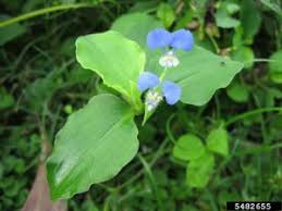 Image result for Commelina benghalensis