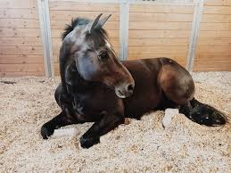 Epingle Par Martine Taillon Sur Chevaux Passion Cheval Cheval Poulains