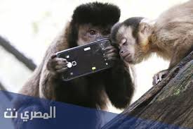 Maybe you would like to learn more about one of these? Ù…Ø§ ØªÙØ³ÙŠØ± Ø­Ù„Ù… Ø§Ù„Ù‚Ø±Ø¯ ÙÙŠ Ø§Ù„Ù…Ù†Ø§Ù… Ù„Ø§Ø¨Ù† Ø³ÙŠØ±ÙŠÙ† Ø§Ù„Ù…ØµØ±ÙŠ Ù†Øª