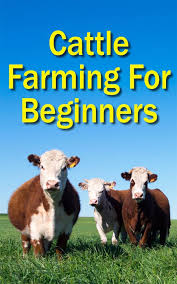 Beef Cattle Farming Cattle Farming Raising Farm Animals Cattle Ranching