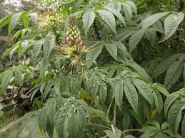 Image result for Cleome maculata