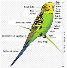 muhabbet kusu vikipedi