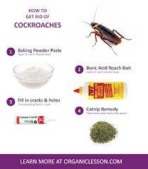 How To Get Rid Of Roaches Overnight With Natural Home Remedies Pest Control Diy Pest Control Best Pest Control