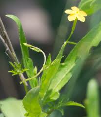 Image result for Viridivia suberosa