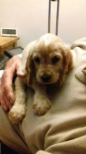Our New Puppy Daisy Fotograf