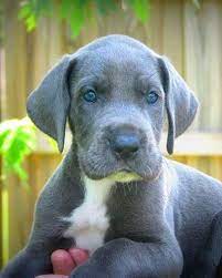 Find great dane puppies and breeders in your area and helpful great dane information. Puppies 2010 Photo Contest Great Dane Dogs Puppies Great Dane