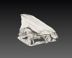 Image result for Strabomantis cornutus