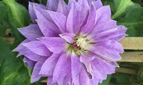 Read our 'how to' guide to find out the correct time for pruning clematis. How To Look After Your Clematis Plants Especially A New Clematis Princess Charlotte Express Co Uk
