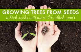 It has a round shape and regular branches, whose flowers are called orange blossoms and its fruit, orange fruit. Growing Trees From Seeds Which Seeds Work And Which Won T