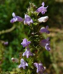 Image result for Cantinoa