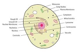 Check spelling or type a new query. Eukaryotic Cells Diagram Quizlet