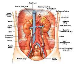 November 3, 2010 at 6:39 pm (praktikum sistem perkemihan atau biasa juga disebut urinary system adalah suatu system kerjasama tubuh yang.pernapasan unggas / sistem urogenital merupakan sistem yang terdiri dari sistem urinaria dan sistem genital, yang mana sistem urinaria dibagi menjadi traktus urinaria atas dan bawah.sistem urinaria adalah suatu sistem tempat. Jurnal Sistem Urinaria Sistem Pencarian Didalam Situs Jurnal Ini Juga Dapat Menggunakan Kriteria Untuk Mengerucutkan Pencarian Seperti Date Range Untuk Tahun Terbit Author Untuk Nama Pengarang Affiliation Untuk