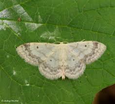 Image result for Idaea biselata