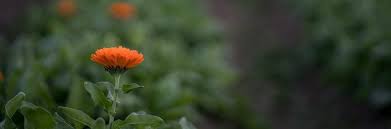 Marigold has long been recognised as a medicinal flower to address cuts, soars and general skin care, because it contains essential oils and a high concentration of flavonoids. Calendula Benefits How To Use This All Purpose Plant All Good Products