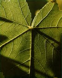 This Photo Of A Leaf Was Taken By Instructor Tom Borello Tom Teaches Many Great Classes Through Tuhsd Community Ed G Photography Classes Field Trip Botanical