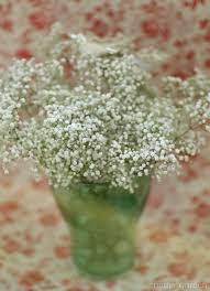 Gypsophila Because It S Gorgeous Gypsophila Babys Breath Wedding Flowers
