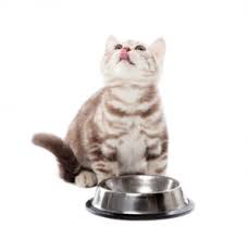 We reviewed dozens of dry cat foods to identify the best of the best, based on factors such as best budget pick: Best Cat Food For Indoor Cats In 2021 Top 10 Dry Wet Goodcatlife