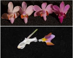 Image result for Disa equestris